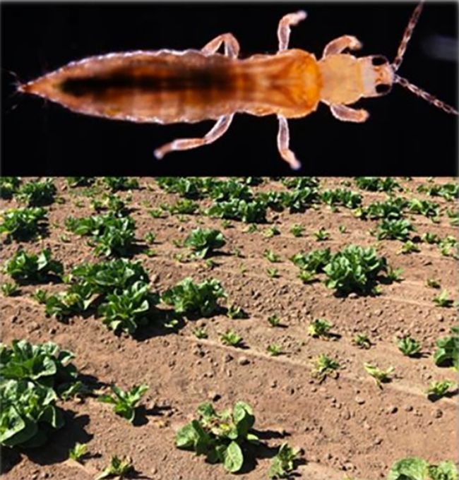 Thrips is a major pest of lettuce production in Salinas. (Illustration courtesy of Daniel Hasegawa)