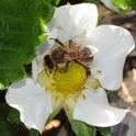 Honey bee pollinating a strawberry blossom. (Photo by Kathy Keatley Garvey)