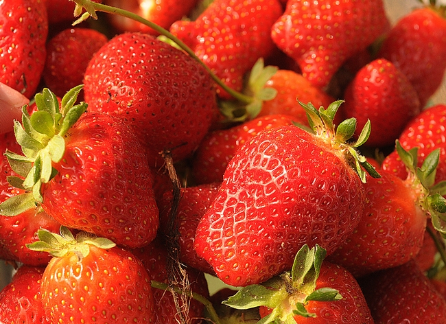Luscious, freshly picked strawberries. (Photo by Kathy Keatley Garvey)