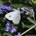 The cabbage white butterfly, Pieris rapae, nectaring on catmint in the summer. (Photo by Kathy Keatley Garvey)