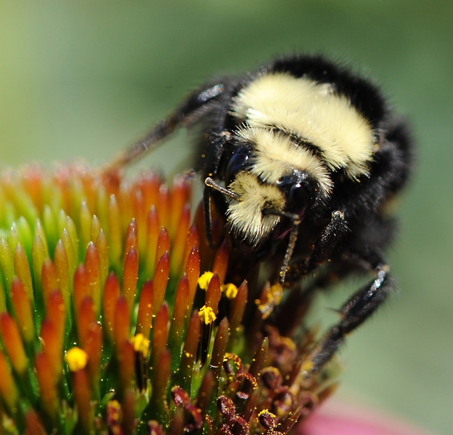 Yellow-faced bumble bee (Bombus vosnesenskii) foraging on a coneflower at UC Davis. (Photo by Kathy Keatley Garvey)
