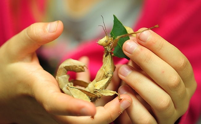 A youngster feeds a stick insect at the Bohart Museum of Entomology. (Photo by Kathy Keatley Garvey)