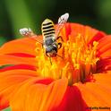 A native bee, Megachile fidelis, foraging on a Mexican sunflower (Tithonia) in the Häagen-Dazs Honey Bee Haven, UC Davis. (Photo by Kathy Keatley Garvey)