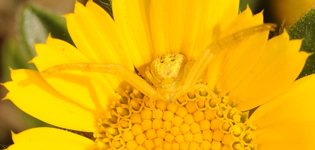 Close-up of crab spider camouflaged on gold coin. (Photo by Kathy Keatley Garvey)