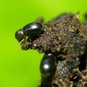 The coffee borer beetle, also known as the coffee berry borer, Hypothenemus hampei. (Courtesy of L. Shyamal, Wikipedia)