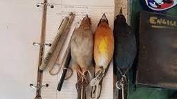 Museum bird preparation