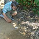 UC Davis professor Phil Ward looking for ants. (Photo by Kathy Keatley Garvey)