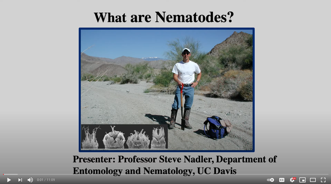 Nematologist Steve Nadler, professor and chair of the UC Davis Department of Entomology and Nematology, presenting a video on nematology. (Screen shot)