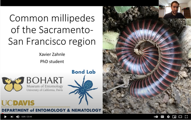 Xavier Zahnle, a doctoral student in the Jason Bond lab, talks about common millipedes in the Sacramento-San Francisco region in this video. (Screen shot)