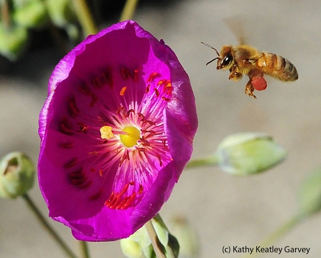 A honey bee in flight, packing red pollen from a rock purslane. (Photo by Kathy Keatley Garvey)
