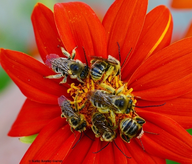 Male longhorned bees, Melissodes agilis, asleep on a Tithonia blossom. Females return to their nest at night; males cluster outside. (Photo by Kathy Keatley Garvey)