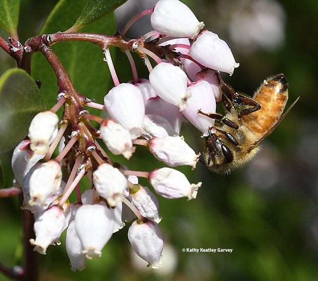 A honey bee foraging on manzanita in the UC Davis Department of Entomology and Nematology's Honey Bee Haven on Bee Biology Road. (Photo by Kathy Keatley Garvey)