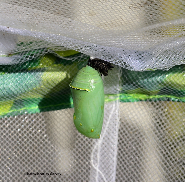 The formation of the chrysalis is complete. (Photo by Kathy Keatley Garvey)