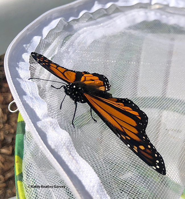 Ready to lift off! Shortly after this image was taken, the male monarch fluttered away. (Photo by Kathy Keatley Garvey)