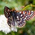 Edith’s checkerspot (Euphydryas editha) is one of the species declining in at least two datasets quoted in the Science publication. (Photo courtesy of Walter Siegmund, Wikipedia)