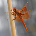 Flame skimmer (Libellula saturata) rests on a tomato stake after hunting prey over a fish pond. (Photo by Kathy Keatley Garvey)