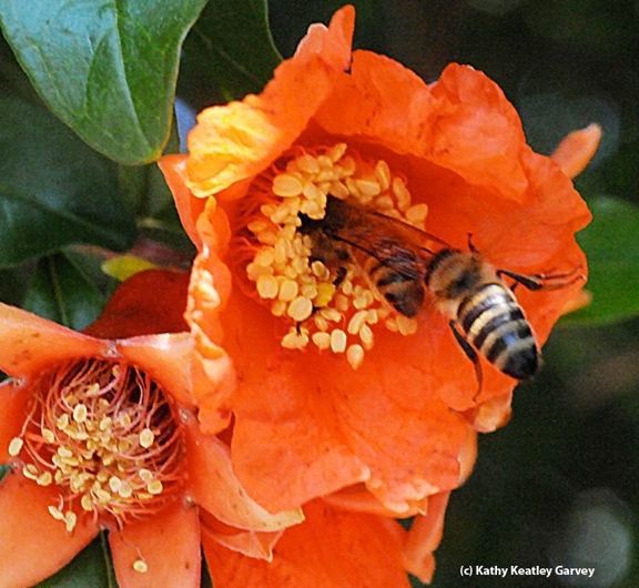 Two honey bees competing for pollen on a pomegranate blossom. (Photo by Kathy Keatley Garvey)