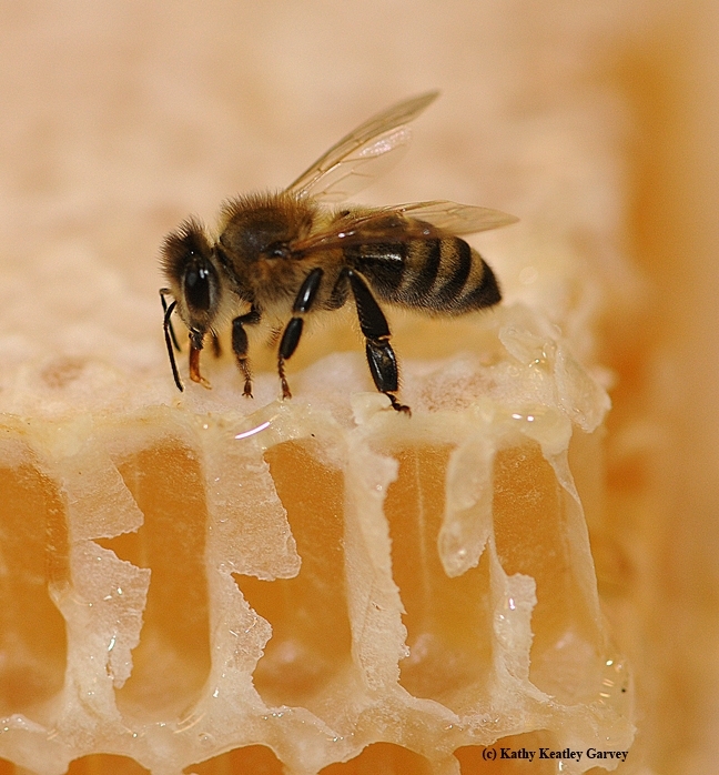 A honey bee on honeycomb. (Photo by Kathy Keatley Garvey)