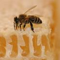 A honey bee on honeycomb. (Photo by Kathy Keatley Garvey)