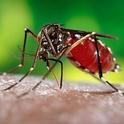 The yellow fever mosquito, Aedes aegypti, has been detected in 17 California counties since 2013. (CDC Photo)