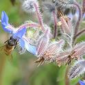 Honey bee foraging on borage. (Photo by Kathy Keatley Garvey)
