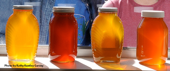 A row of honey jars. (Photo by Kathy Keatley Garvey)