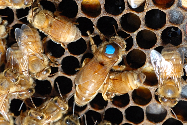 Queen bee, at the peak of her season, can lay about 2000 eggs a day. (Photo by Kathy Keatley Garvey)