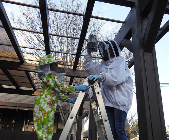 Vacaville beekeepers Emma (left), 8, and Alyssa Hunt, 13 scale a ladder to check out the cluster site. (Photo by Kathy Keatley Garvey)