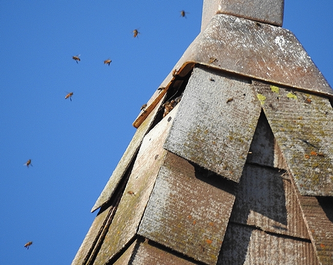 Honey bees head into their home in the the bell tower of the Epiphany Episcopal Church, Vacaville. (Photo by Kathy Keatley Garvey)