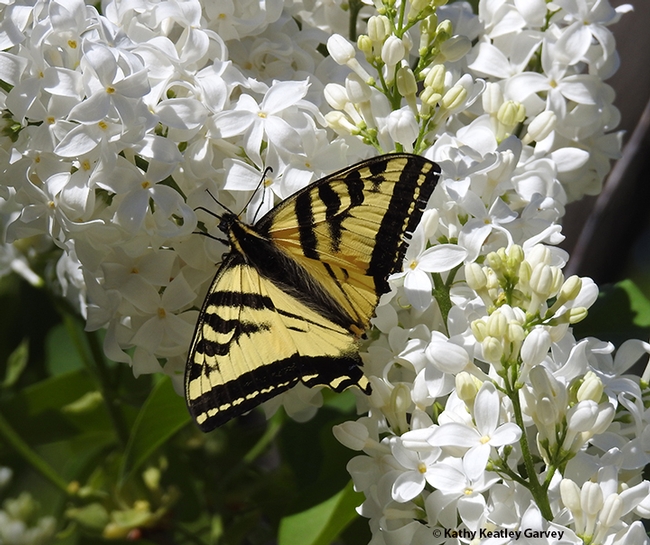 A Western tiger swallowtail, missing part of its tails, nectars March 30 on a lilac bush at a Vacaville park. (Photo by Kathy Keatley Garvey)