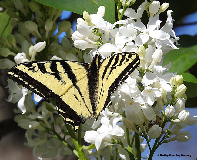 The nectar met with this butterfly's approval. (Photo by Kathy Keatley Garvey)
