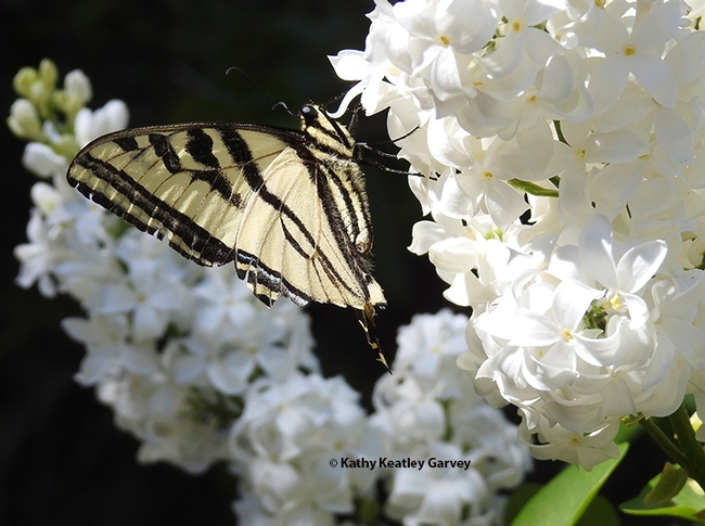 Side view of the Western tiger swallowtail on the lilac bush. (Photo by Kathy Keatley Garvey)
