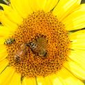Spotted cucumber beetle sharing a sunflower with two honey bees. (Photo by Kathy Keatley Garvey)