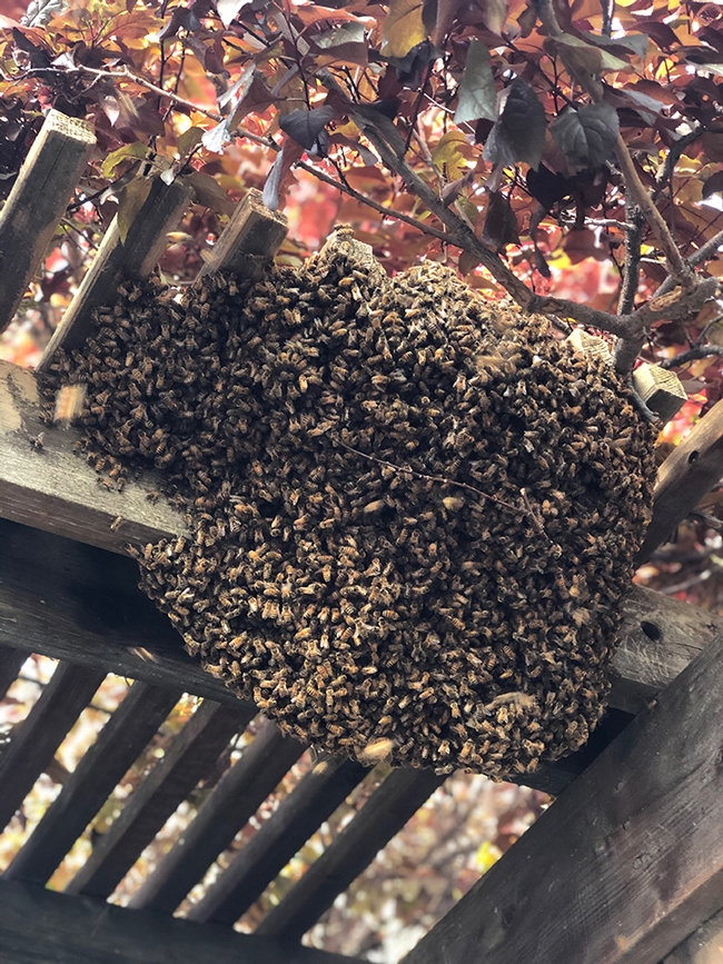 Around 6 p.m., April 1, the bee swarm at the Starner home looked like this. (Photo by the Craig and Shelly Hunt family)