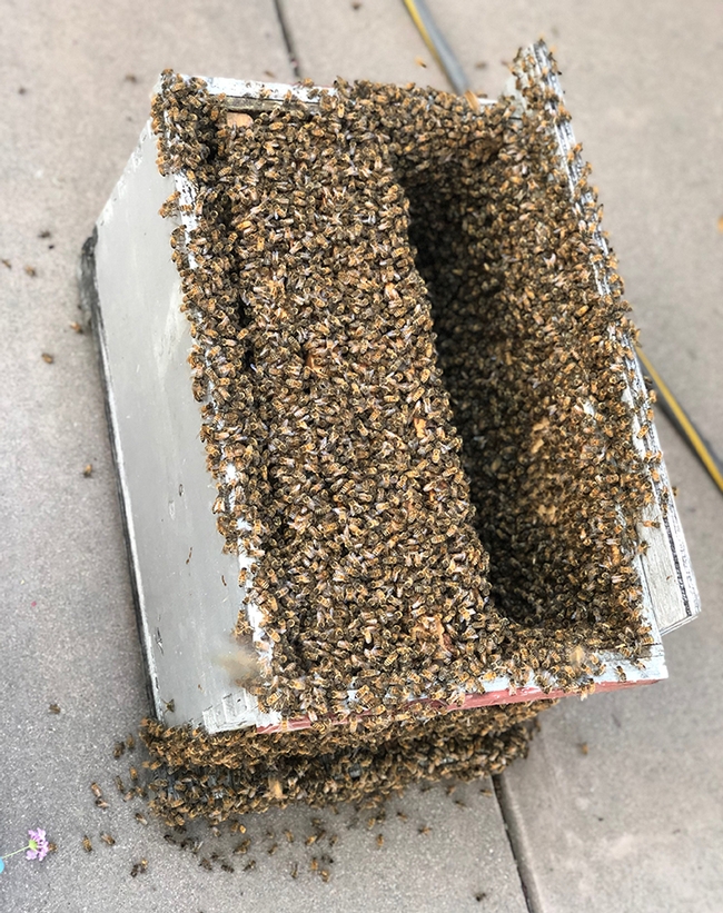 Bees in a box! The Vacaville patio swarm yielded two boxes. (Craig and Shelly Hunt Photo)
