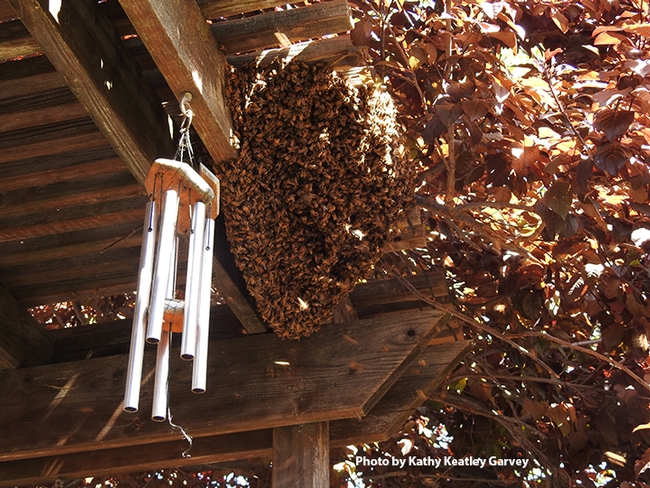 The bee swarm, shadowed and sheltered by flowering plum branches, looked like this about an hour after Vacaville resident Lynn Starner saw it on April 1 on her patio. (Photo by Kathy Keatley Garvey)