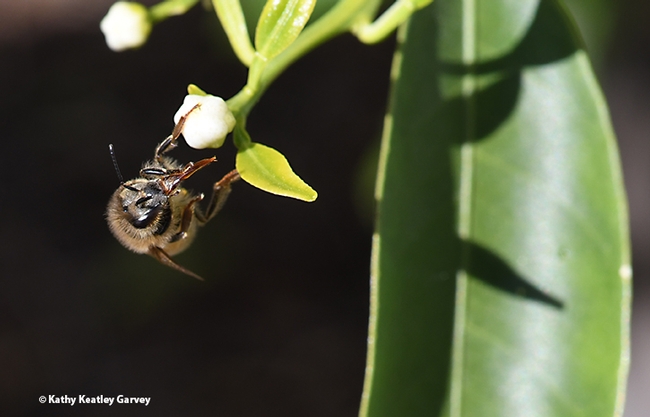 A honey bee takes a break and cleans her proboscis (tongue) after foraging on a citrus blossom. (Photo by Kathy Keatley Garvey)