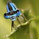 Damselfly's compound eyes don't miss much. (Photo by Kathy Keatley Garvey)