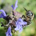 A honey bee on sage. Fossil evidence indicates that the very first insects inhabited this earth 400 million years ago. Honey bees existed at least by 7000 B.C., per a primitive drawing in a cave wall in eastern Spain. (Photo by Kathy Keatley Garvey)