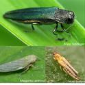 An illustration from Priya Rajarapu's seminar: Top image, Emerald ash borer; lower left, a black-faced leafhopper; and at right, thrips.