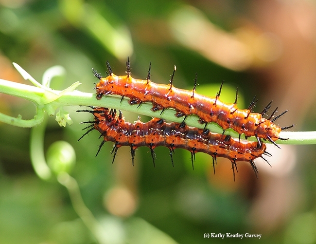 The passionflower, host plant of the Gulf Fritillary, offers toxicity to the caterpillars. This image shows two Gulf Fritillary caterpillars munching on the plant. (Photo by Kathy Keatley Garvey)