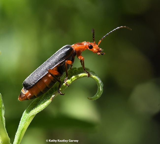 A soldier beetle (family Cantharida) looks out over a milkweed in search of more aphids. (Photo by Kathy Keatley Garvey)