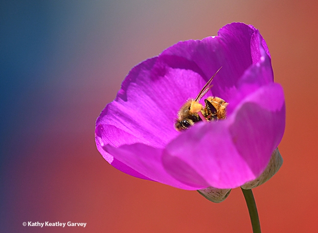 A honey bee rolling around in rock purslane on Earth Day. (Photo by Kathy Keatley)