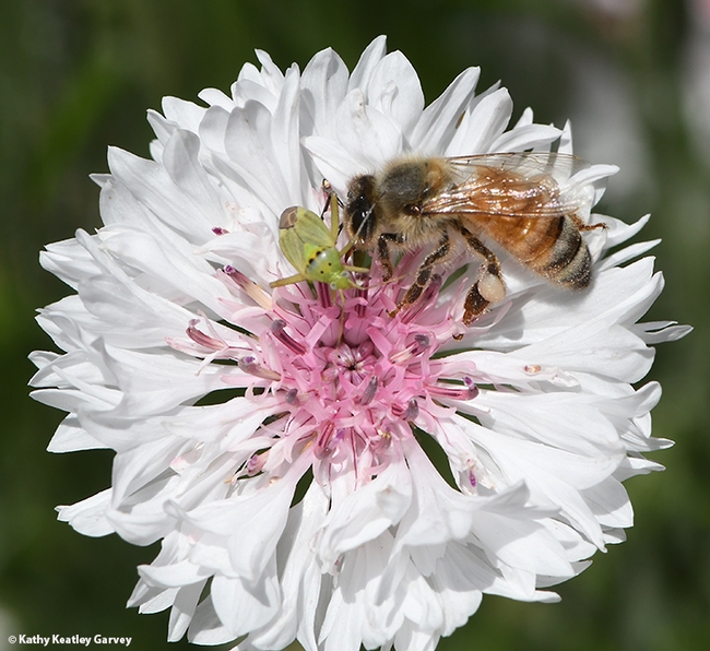 The insects meet, the honey bee, the beneficial insect, and the lygus bug, the pest. (Photo by Kathy Keatley Garvey)