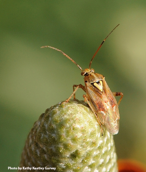 The lygus bug has a conspicuous triangle on its back. (Photo by Kathy Keatley Garvey)