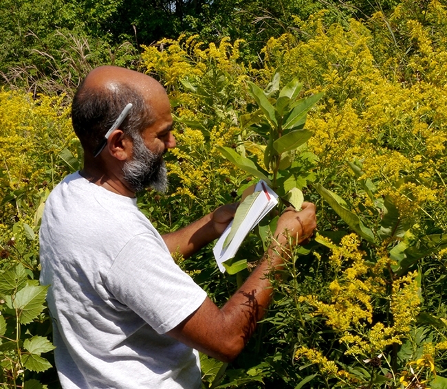 Cornell University Professor Anurag Agrawal collecting data in Ithaca. He is a newly elected member of the National Academy of Sciences. (Courtesy Photo)