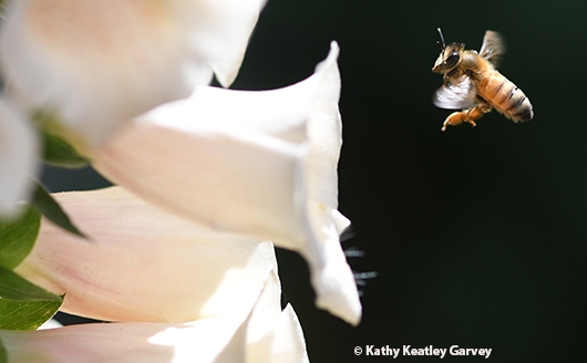 The honey bee is revered throughout the world for its pollination services and its honey. And the honey wine that mead makers make. Here a bee  heads toward a foxglove. (Photo by Kathy Keatley Garvey)