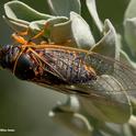 Photographer Allan Jones found this cicada in the Ruth Risdon Storer Garden of the UC Davis Arboretum and Public Garden several years ago. It appears to be a Okanagana arboraria, according to Louie Yang of the UC Davis Department of Entomology and Nematology faculty. (Photo by Allan Jones)