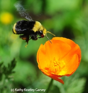 A yellow-faced bumble bee, Bombus vosnesenskii, heads for a California golden poppy, the state flower. (Photo by Kathy Keatley Garvey)