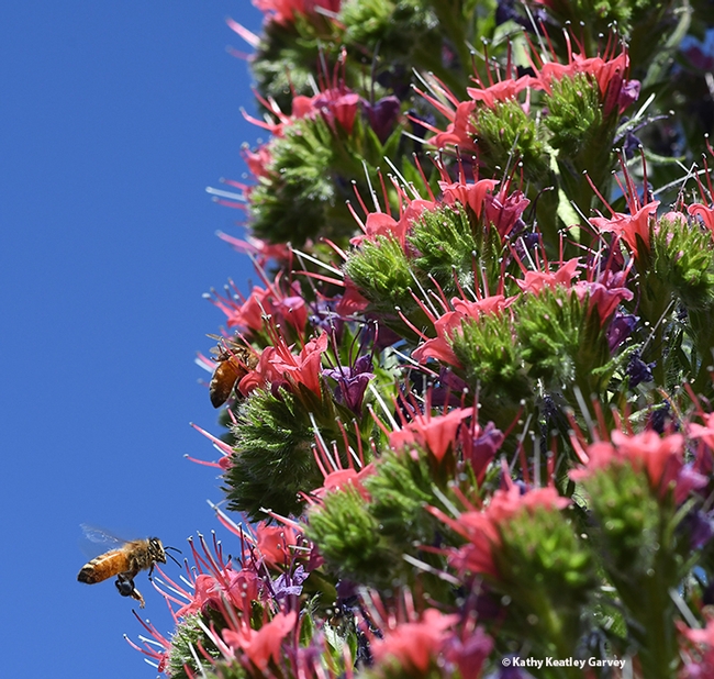 Honey bees can't get enough of the tower of jewels, Echium wildpretii. The plant yields both nectar and pollen. The pollen is blue. (Photo by Kathy Keatley Garvey)